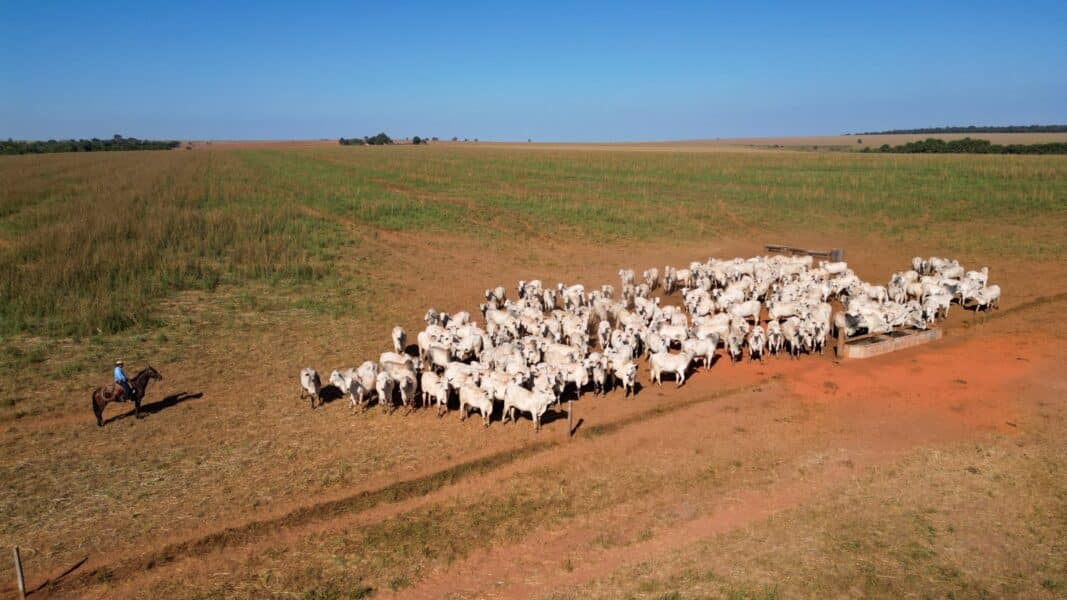 Imac orienta produtores sobre as maiores dúvidas sobre notificações do Prodes