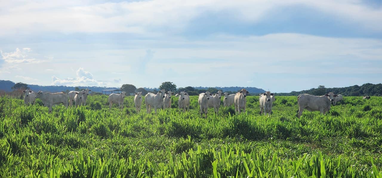 Imac leva campanha tira-dúvidas sobre regeneração de áreas degradadas à região Leste de MT